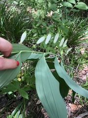 Polygonatum orientale