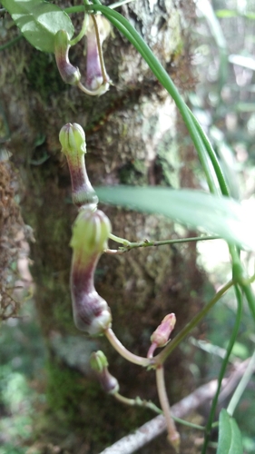 Ceropegia racemosa image