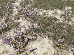 Psylliostachys spicata