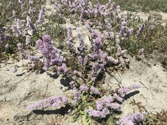 Psylliostachys spicata