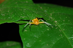 Platythomisus octomaculatus
