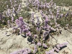 Psylliostachys spicata