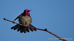 Calypte anna