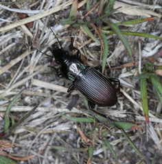 Poecilus lepidus