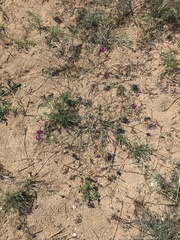 Astragalus haesitabundus