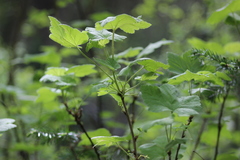 Ribes spicatum