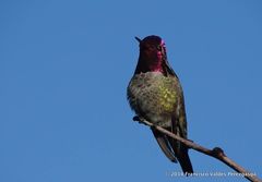 Calypte anna