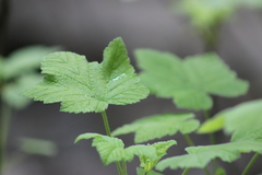 Ribes spicatum
