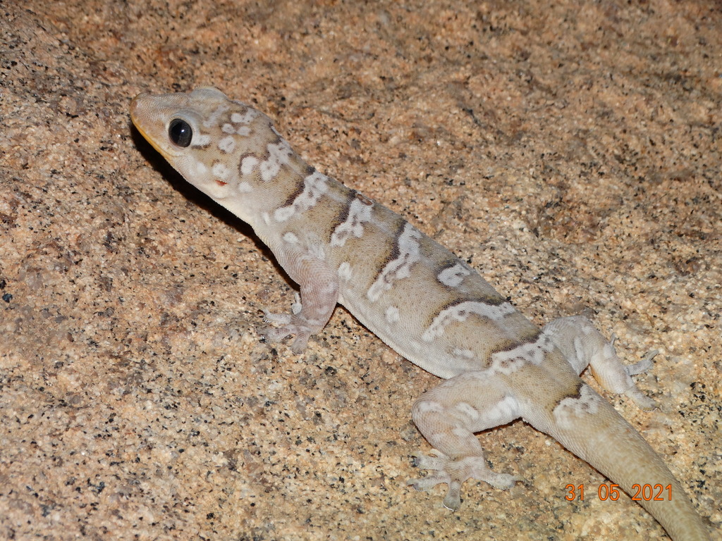 Peraiba Gecko