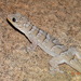 Peraiba Gecko - Photo (c) M. A. Lagares, some rights reserved (CC BY-NC), uploaded by M. A. Lagares