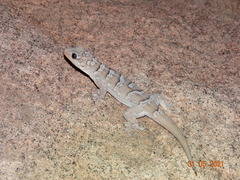 Phyllopezus periosus