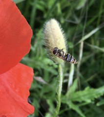 Episyrphus balteatus