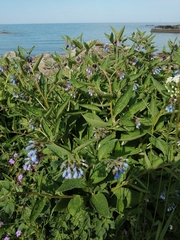 Symphytum caucasicum