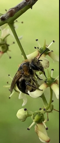 photo of Ants, Bees, And Stinging Wasps (Aculeata)