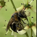 photo of Ants, Bees, And Stinging Wasps (Aculeata)