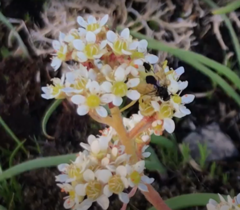 Micranthes hitchcockiana