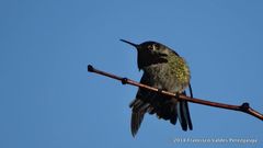 Calypte anna