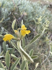 Phlomis armeniaca