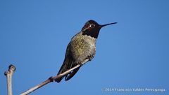 Calypte anna