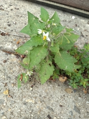 Solanum