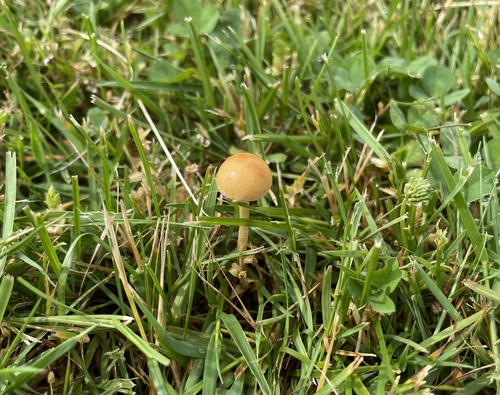 photo of Fungi Including Lichens (Fungi)