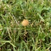 photo of Fungi Including Lichens (Fungi)