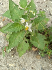 Solanum