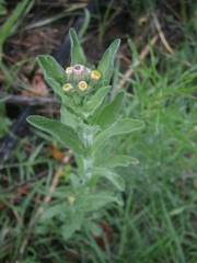 Erigeron variifolius