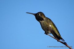 Calypte anna