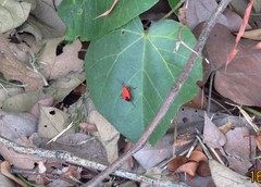 Antilochus coquebertii