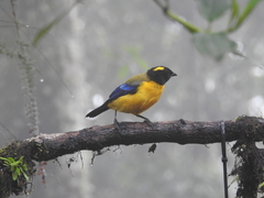 Anisognathus notabilis