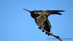 Calypte anna