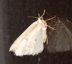 Lomographa glomeraria