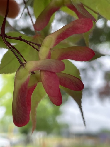 photo of Maples (Acer)