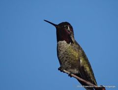 Calypte anna