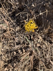 Bloomeria crocea aurea