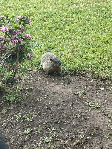 photo of Groundhog (Marmota monax)