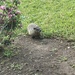 photo of Groundhog (Marmota monax)