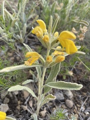 Phlomis armeniaca