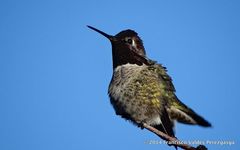 Calypte anna
