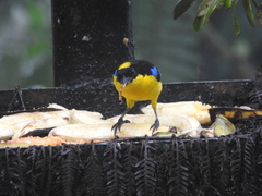 Anisognathus somptuosus