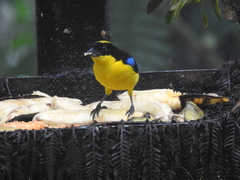 Anisognathus somptuosus