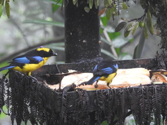 Anisognathus somptuosus