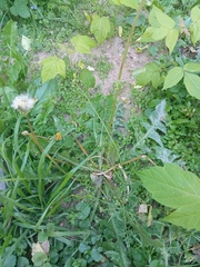 Capsella bursa-pastoris