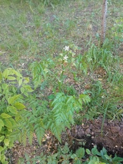 Anthriscus sylvestris