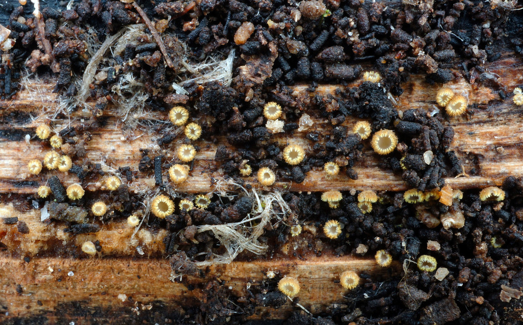 Solenopeziaceae