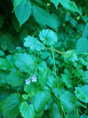 Glechoma hederacea