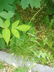 Lolium perenne