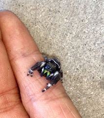 Phidippus audax