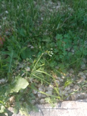 Capsella bursa-pastoris